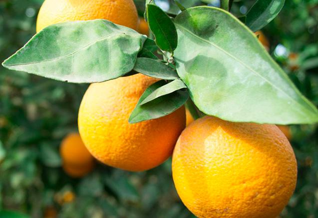 orange