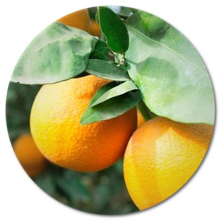 fruits
