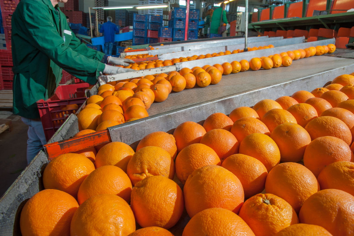 Pulp Processing