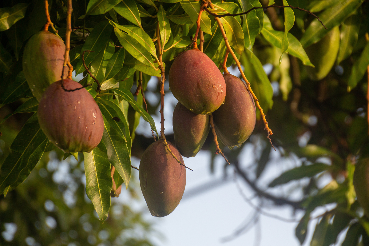 Mango Pulp
