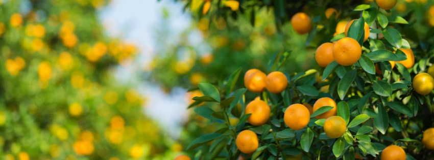 Fruit Pulp